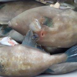 オーフリー 釣果