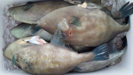 オーフリー 釣果