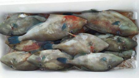 オーフリー 釣果