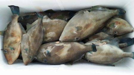 オーフリー 釣果