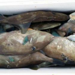 オーフリー 釣果