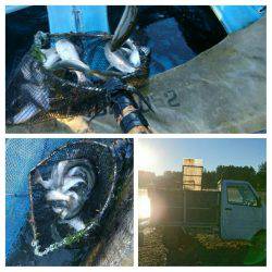 みどりフィッシングエリア 釣果