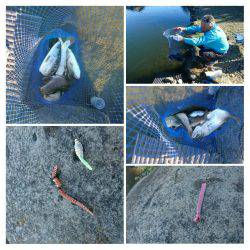 みどりフィッシングエリア 釣果