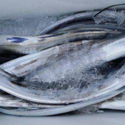 オーフリー 釣果