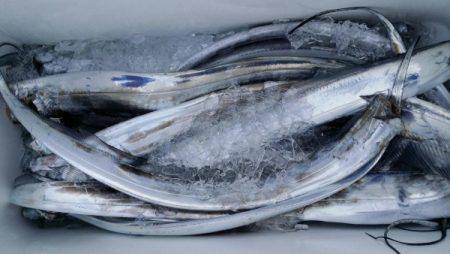 オーフリー 釣果