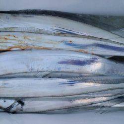 オーフリー 釣果