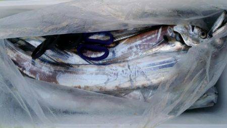 オーフリー 釣果