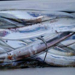 オーフリー 釣果