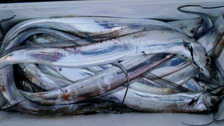 オーフリー 釣果