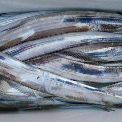 オーフリー 釣果