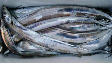 オーフリー 釣果