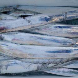 オーフリー 釣果