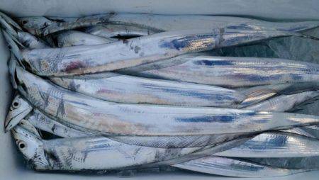 オーフリー 釣果