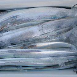 オーフリー 釣果