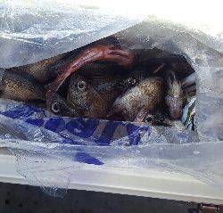 内浜丸 釣果