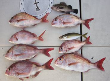 来温丸（らいおんまる） 釣果