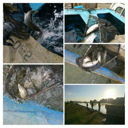 みどりフィッシングエリア 釣果