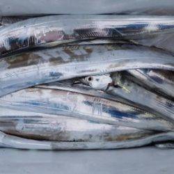 オーフリー 釣果