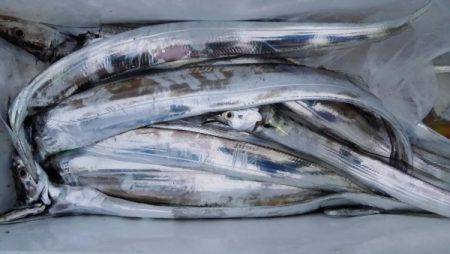 オーフリー 釣果