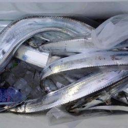 オーフリー 釣果