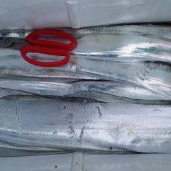 オーフリー 釣果