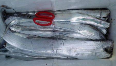 オーフリー 釣果