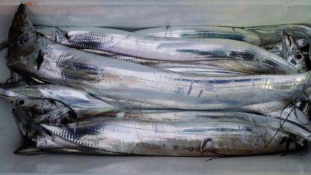 オーフリー 釣果