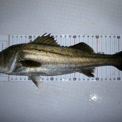 フルコンタクト 釣果