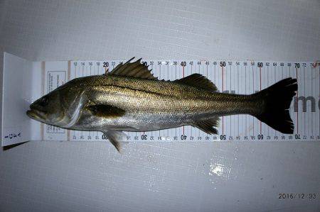 フルコンタクト 釣果