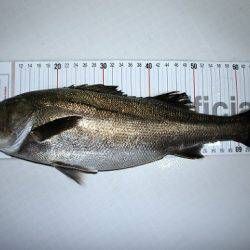 フルコンタクト 釣果