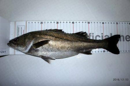 フルコンタクト 釣果