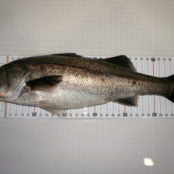 フルコンタクト 釣果