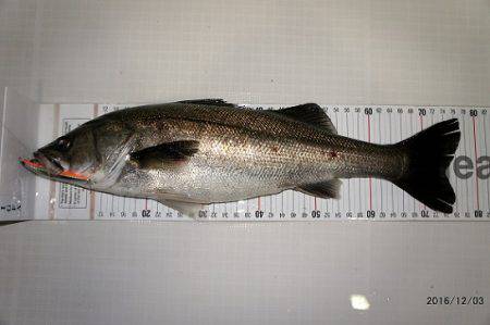 フルコンタクト 釣果