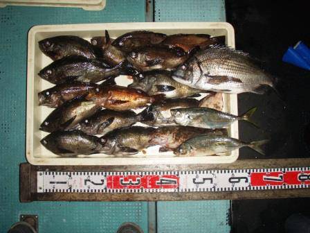 朝日丸 釣果