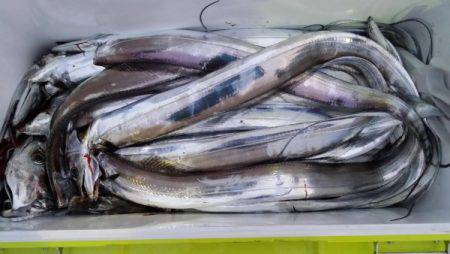 オーフリー 釣果