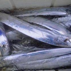 オーフリー 釣果