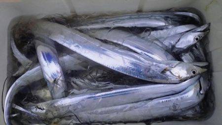 オーフリー 釣果