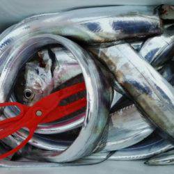 オーフリー 釣果