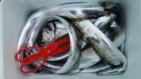 オーフリー 釣果