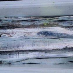 オーフリー 釣果