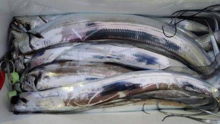 オーフリー 釣果