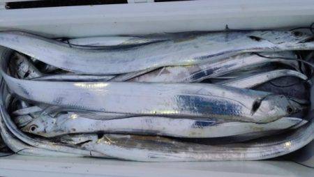 オーフリー 釣果