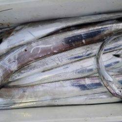 オーフリー 釣果