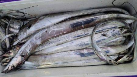 オーフリー 釣果