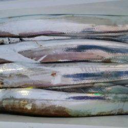 オーフリー 釣果