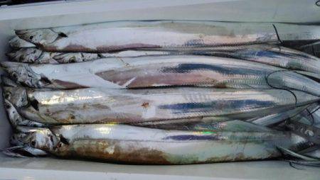 オーフリー 釣果