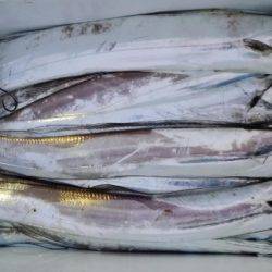 オーフリー 釣果