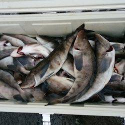 第八平成丸 釣果