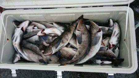 第八平成丸 釣果