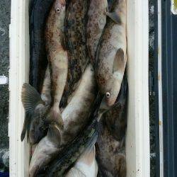 第八平成丸 釣果